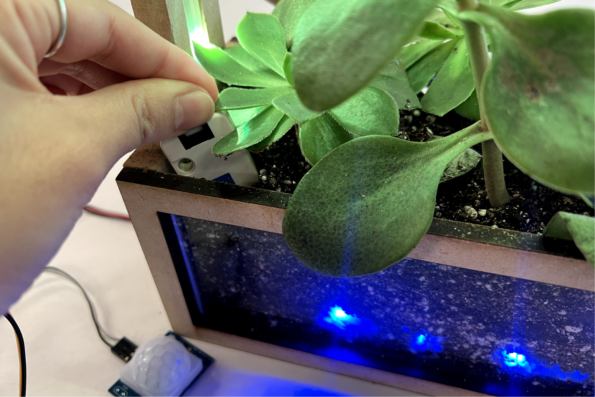 Blue soil LEDs indicating sufficient moisture
